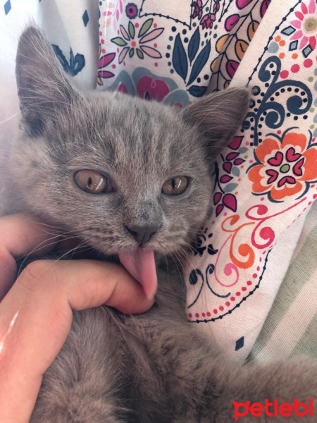 British Shorthair, Kedi  Çakıl fotoğrafı