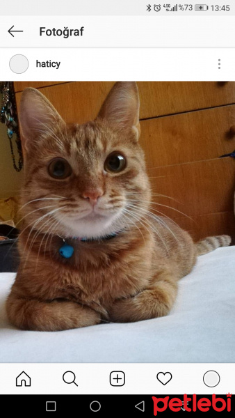 Tekir Kedi, Kedi  Tarçın minnak fotoğrafı