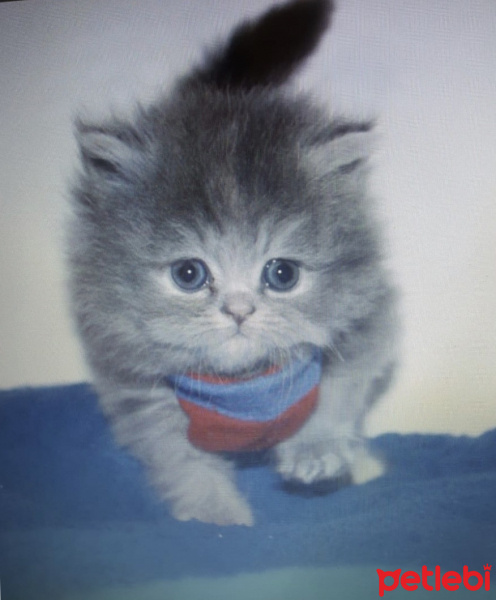 İran Kedisi (Persian), Kedi  Leo fotoğrafı