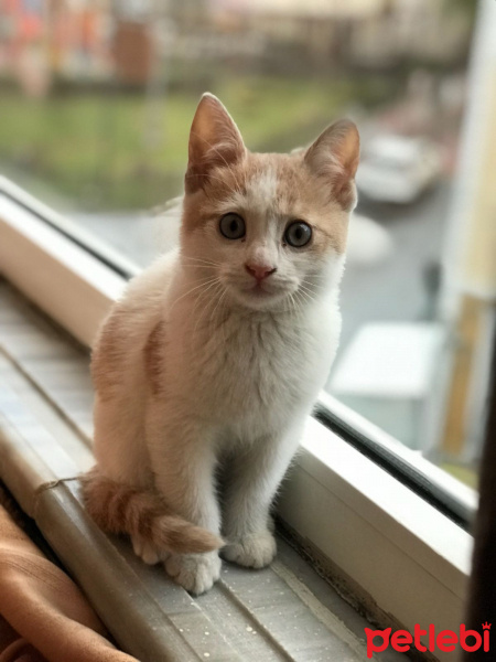 Tekir Kedi, Kedi  Behlül fotoğrafı