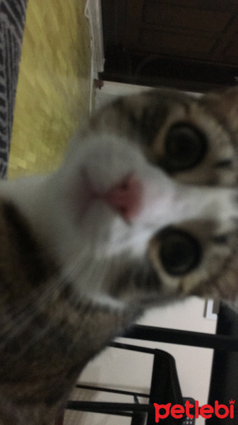 Tekir Kedi, Kedi  Ekim fotoğrafı