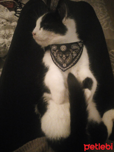 Tuxedo (Smokin) Kedi, Kedi  Kartal fotoğrafı