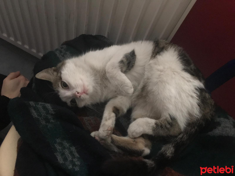 Tekir Kedi, Kedi  Milka fotoğrafı