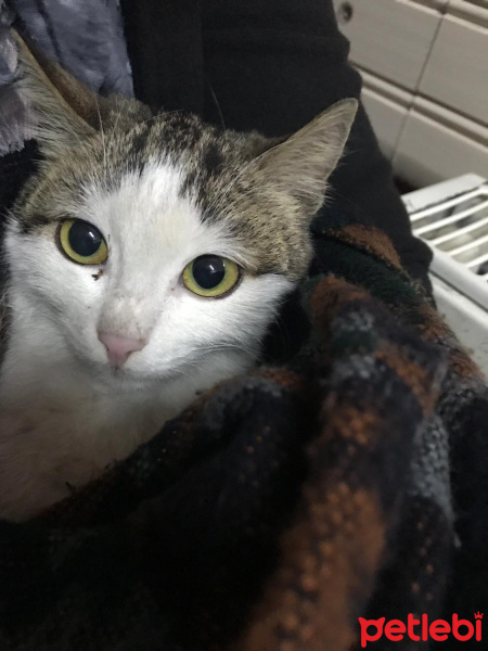 Tekir Kedi, Kedi  Milka fotoğrafı