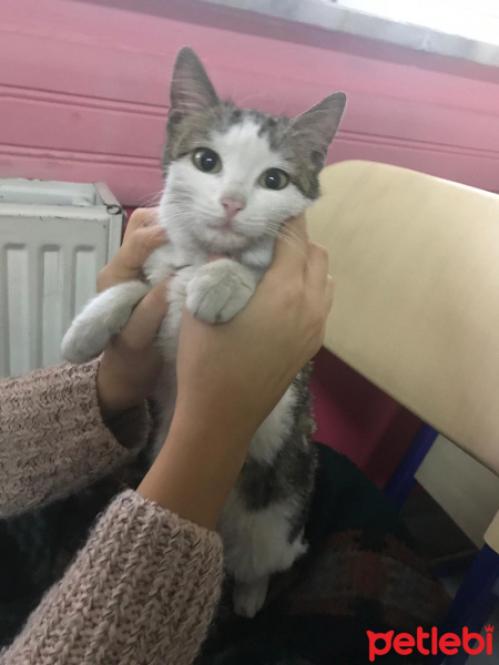 Tekir Kedi, Kedi  Milka fotoğrafı