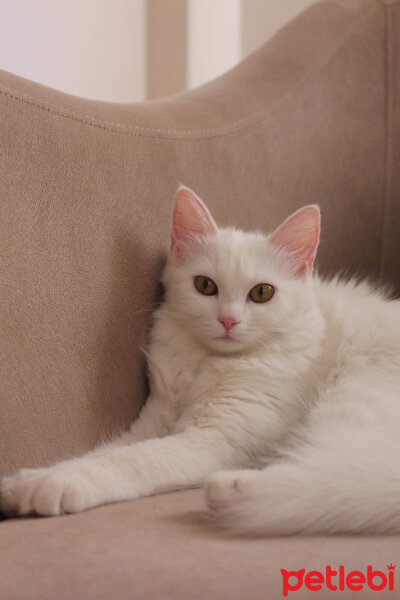 Ankara Kedisi, Kedi  Kaylu fotoğrafı