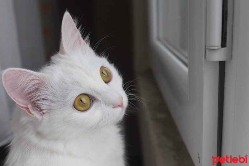 Ankara Kedisi, Kedi  Kaylu fotoğrafı