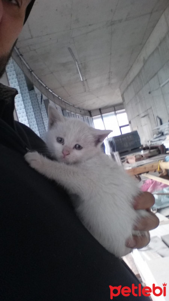 Tekir Kedi, Kedi  3 minik yavru fotoğrafı