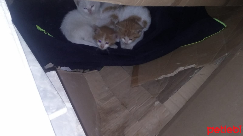 Tekir Kedi, Kedi  3 minik yavru fotoğrafı
