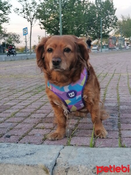 Amerikan Cocker Spaniel, Köpek  maya fotoğrafı