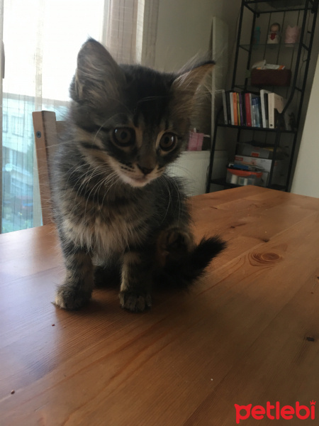 Tekir Kedi, Kedi  Mocha fotoğrafı