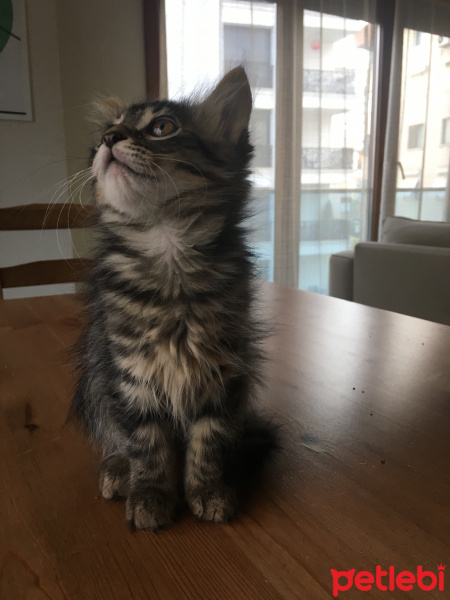 Tekir Kedi, Kedi  Mocha fotoğrafı