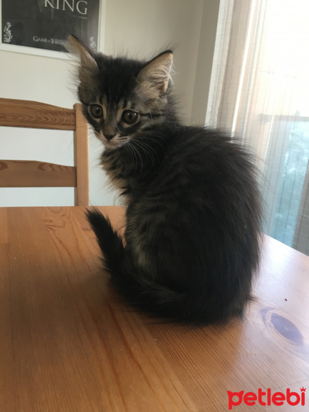 Tekir Kedi, Kedi  Mocha fotoğrafı