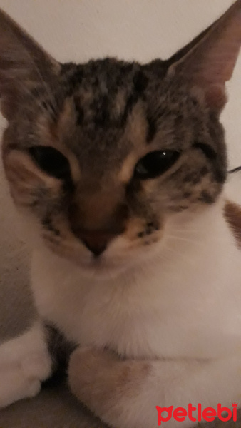 Soke, Kedi  Tafi fotoğrafı