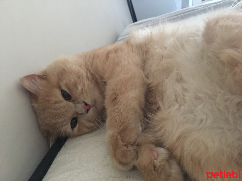 Chinchilla, Kedi  venüs fotoğrafı
