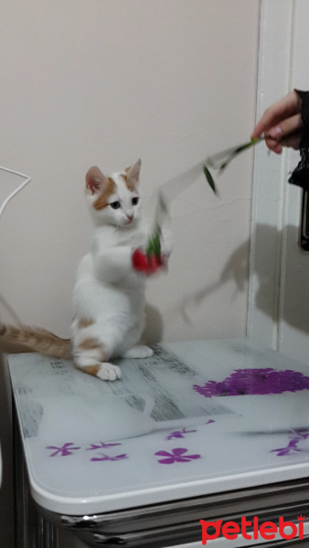Tekir Kedi, Kedi  Cingöz fotoğrafı