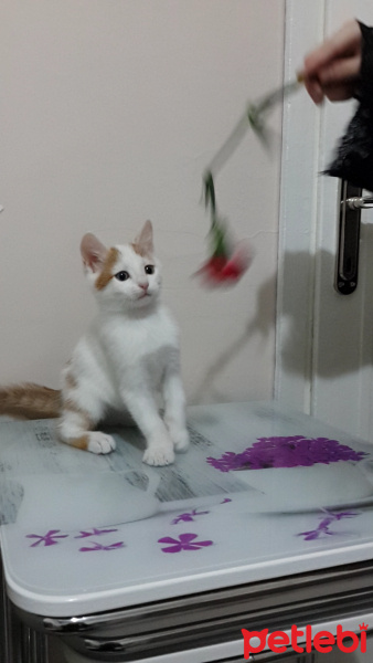 Tekir Kedi, Kedi  Cingöz fotoğrafı
