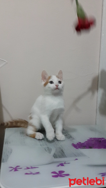 Tekir Kedi, Kedi  Cingöz fotoğrafı