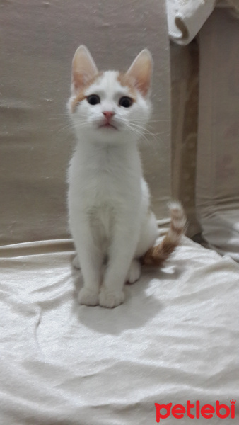 Tekir Kedi, Kedi  Cingöz fotoğrafı