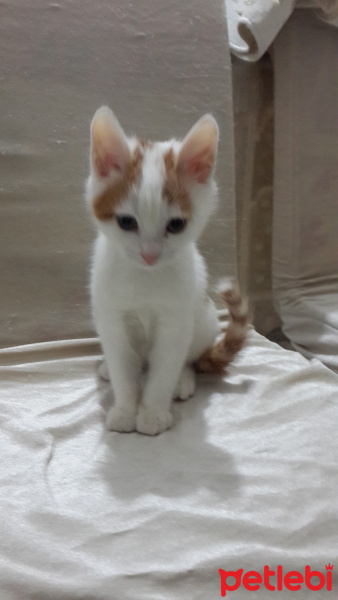 Tekir Kedi, Kedi  Cingöz fotoğrafı