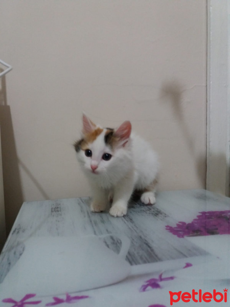 Tekir Kedi, Kedi  Bakkal amca fotoğrafı
