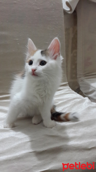 Tekir Kedi, Kedi  Bakkal amca fotoğrafı