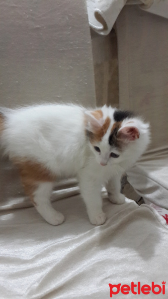 Tekir Kedi, Kedi  Bakkal amca fotoğrafı