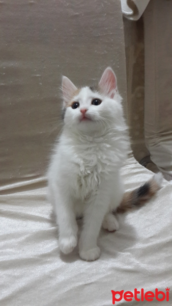 Tekir Kedi, Kedi  Bakkal amca fotoğrafı