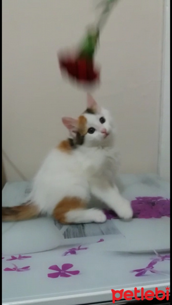 Tekir Kedi, Kedi  Bakkal amca fotoğrafı