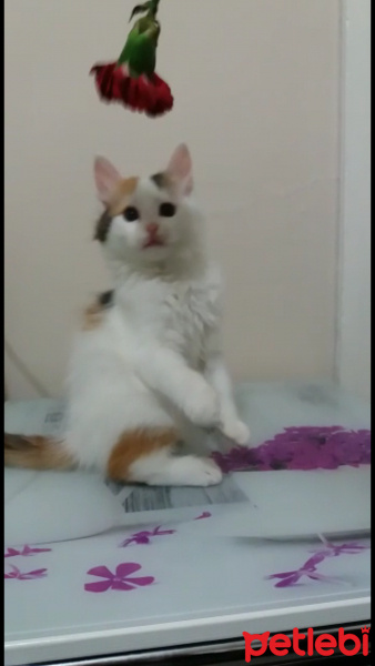 Tekir Kedi, Kedi  Bakkal amca fotoğrafı