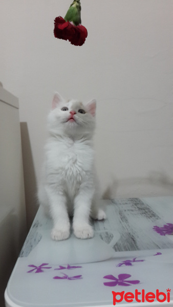 Tekir Kedi, Kedi  Kuş fotoğrafı