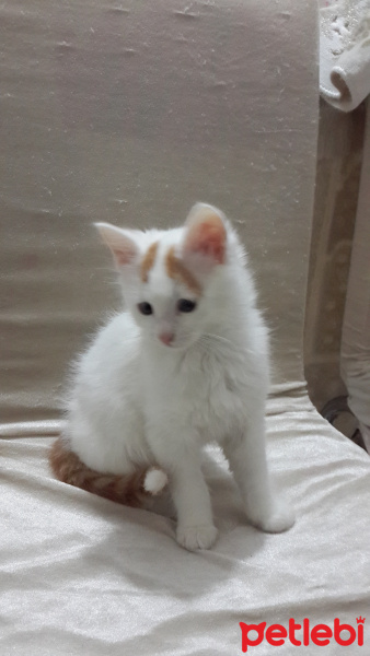 Tekir Kedi, Kedi  Kuş fotoğrafı