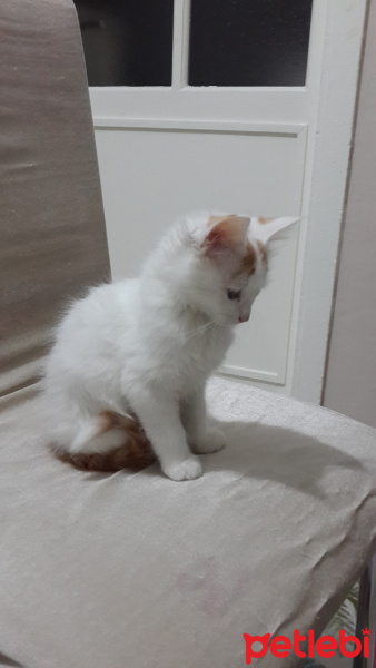 Tekir Kedi, Kedi  Kuş fotoğrafı