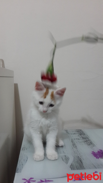 Tekir Kedi, Kedi  Kuş fotoğrafı