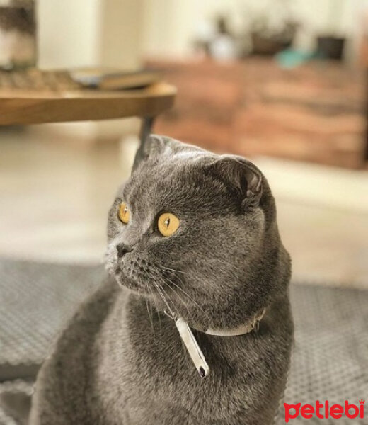 Scottish Fold, Kedi  Çakıl fotoğrafı