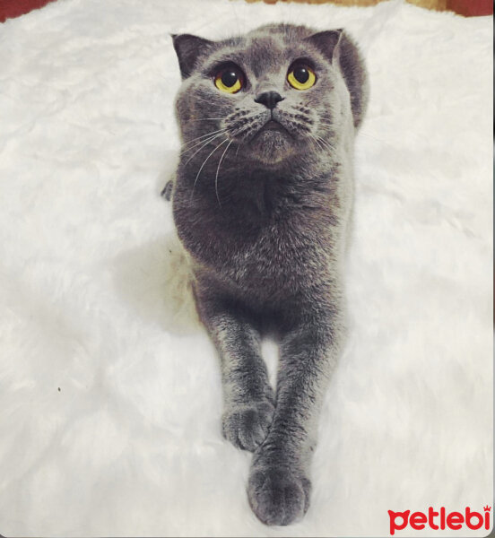 Scottish Fold, Kedi  Çakıl fotoğrafı