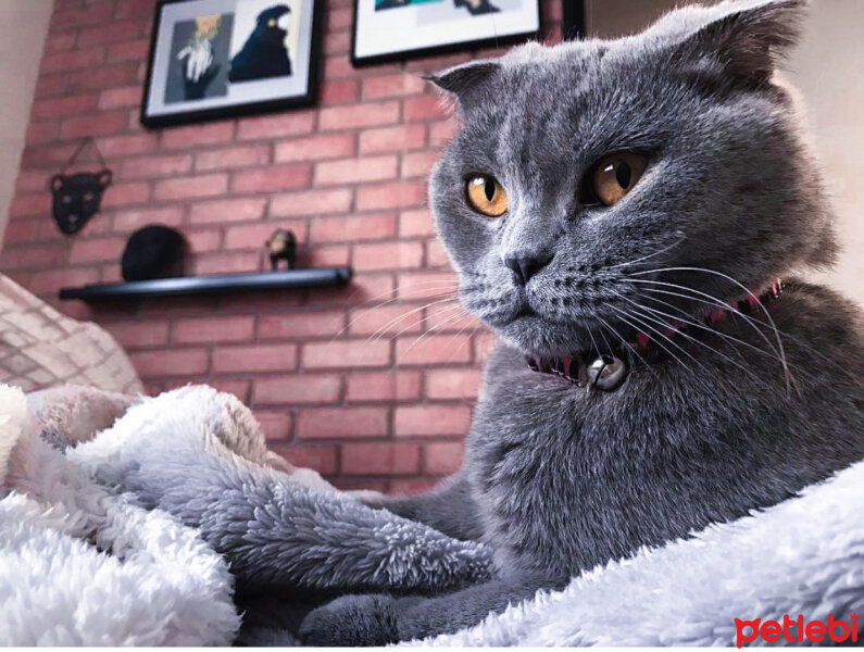 Scottish Fold, Kedi  Çakıl fotoğrafı