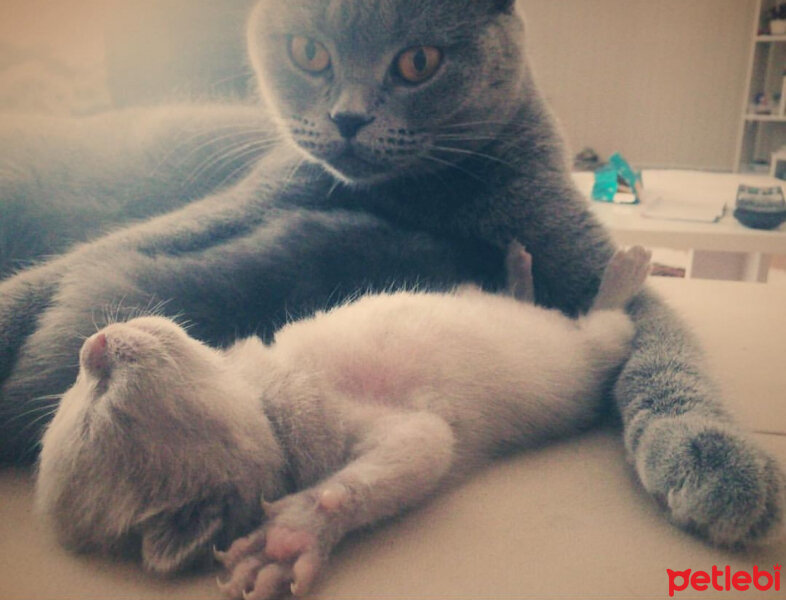 Scottish Fold, Kedi  Çakıl fotoğrafı