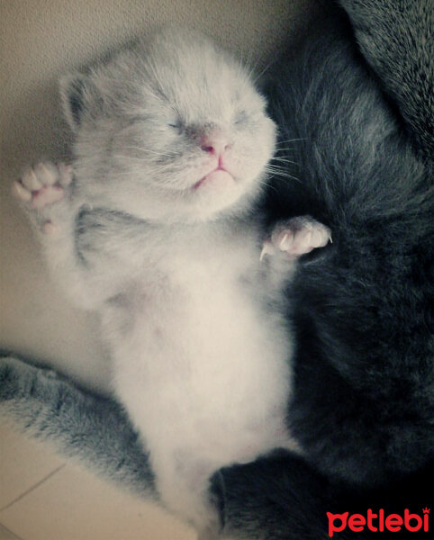 Scottish Fold, Kedi  Çakıl fotoğrafı