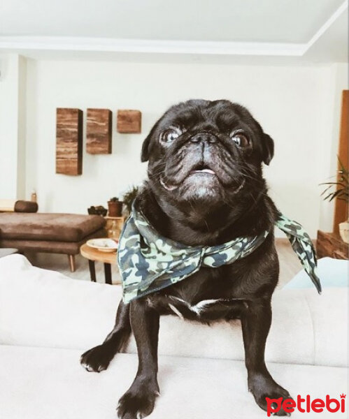 Pug, Köpek  Gazoz fotoğrafı