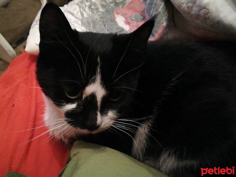 Tekir Kedi, Kedi  Pera fotoğrafı
