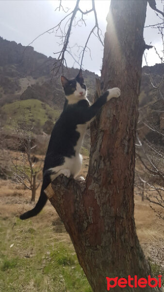 Tekir Kedi, Kedi  Berto fotoğrafı