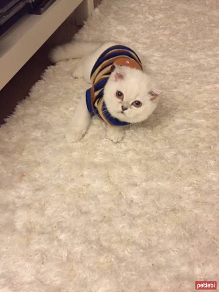 Scottish Fold, Kedi  Akhilleus fotoğrafı