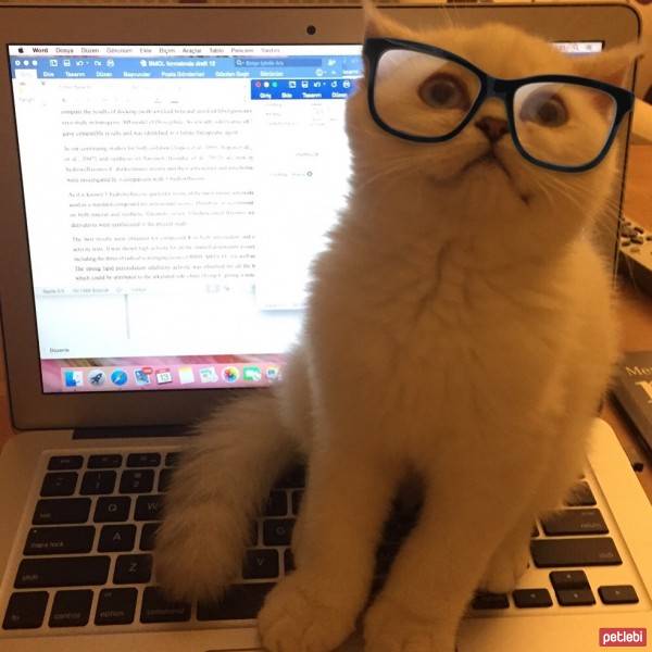 Scottish Fold, Kedi  Akhilleus fotoğrafı