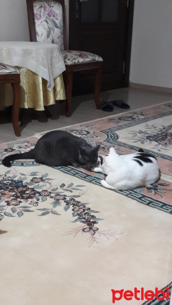 Tekir Kedi, Kedi  Kül ve Ares fotoğrafı