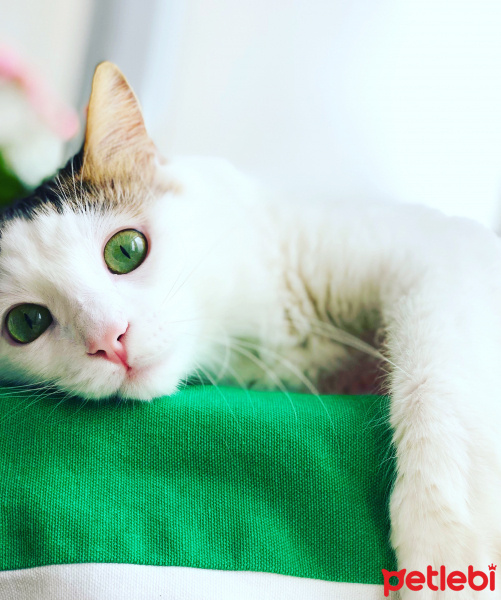 Tekir Kedi, Kedi  Matilda fotoğrafı