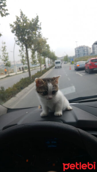 Tekir Kedi, Kedi  Prenses fotoğrafı