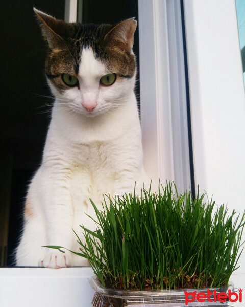 Tekir Kedi, Kedi  Prenses fotoğrafı