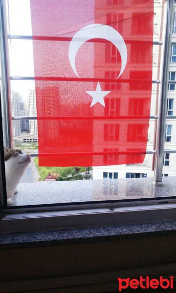 Tekir Kedi, Kedi  Prenses fotoğrafı