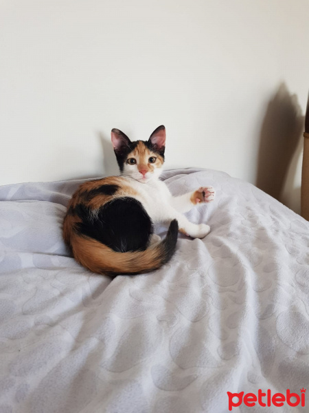 Tekir Kedi, Kedi  Arya fotoğrafı